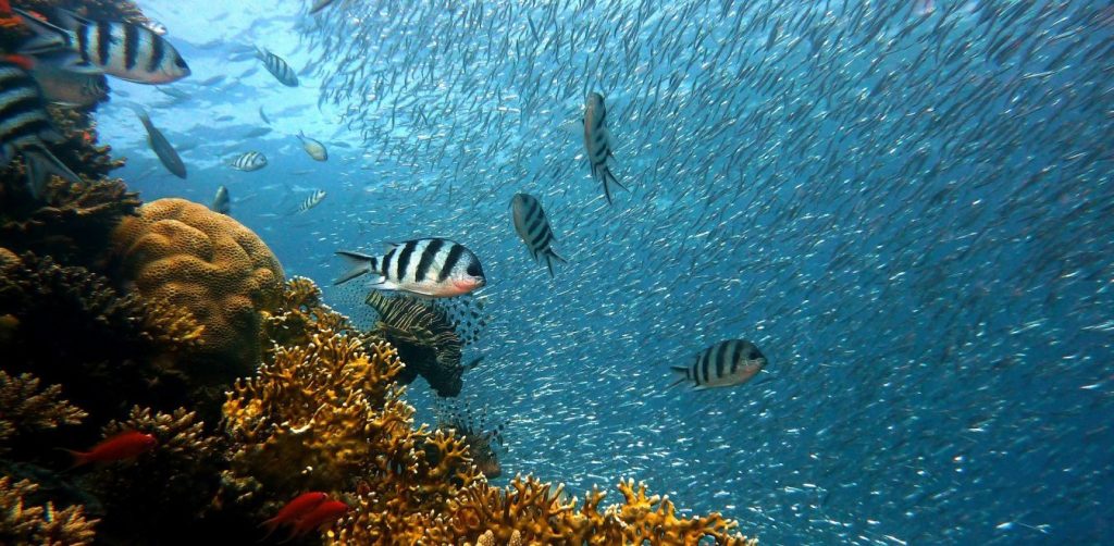 Τοξικός ο Ειρηνικός ωκεανός – Διαβρώνει το κέλυφος των καβουριών (φώτο)