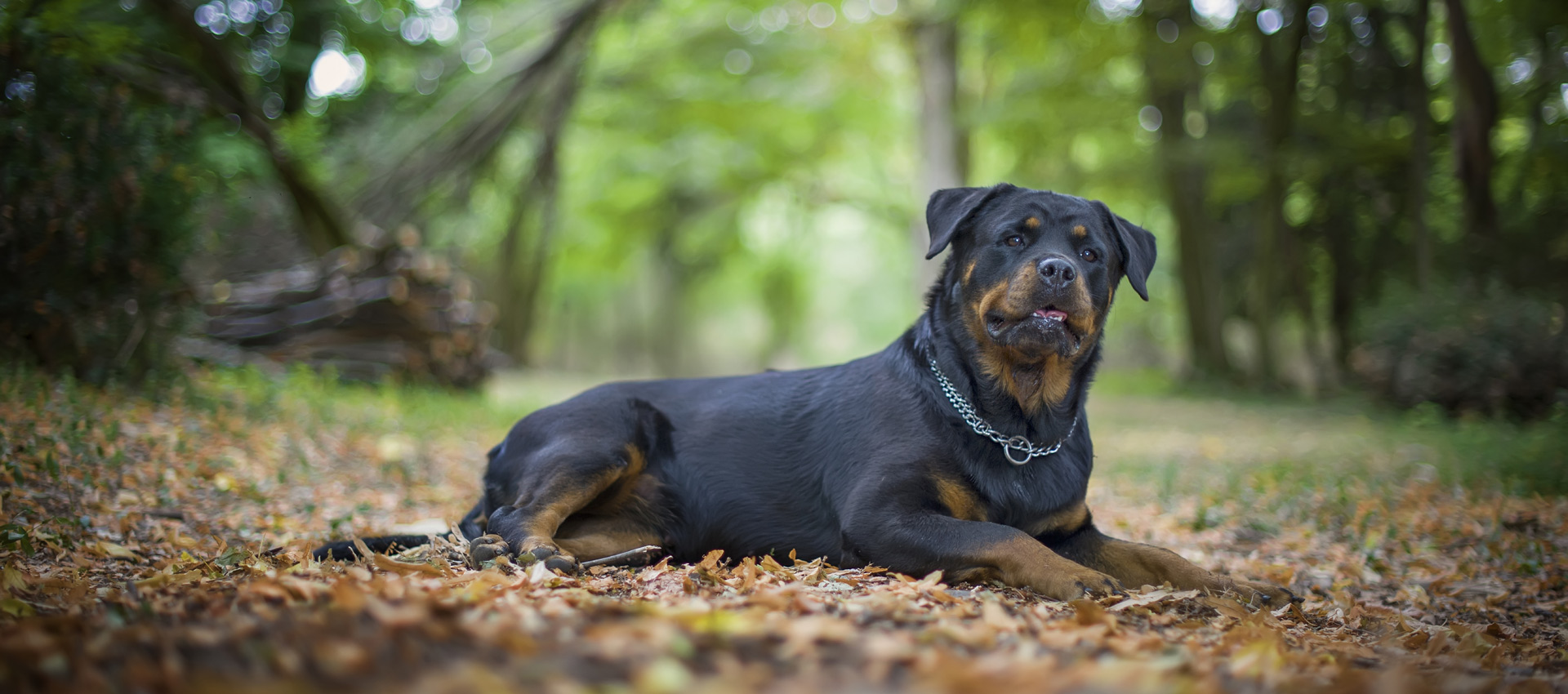 Όλα όσα πρέπει να γνωρίζετε για τη δηλητηρίαση του σκύλου – Αναλυτικά συμπτώματα και αντιμετώπιση