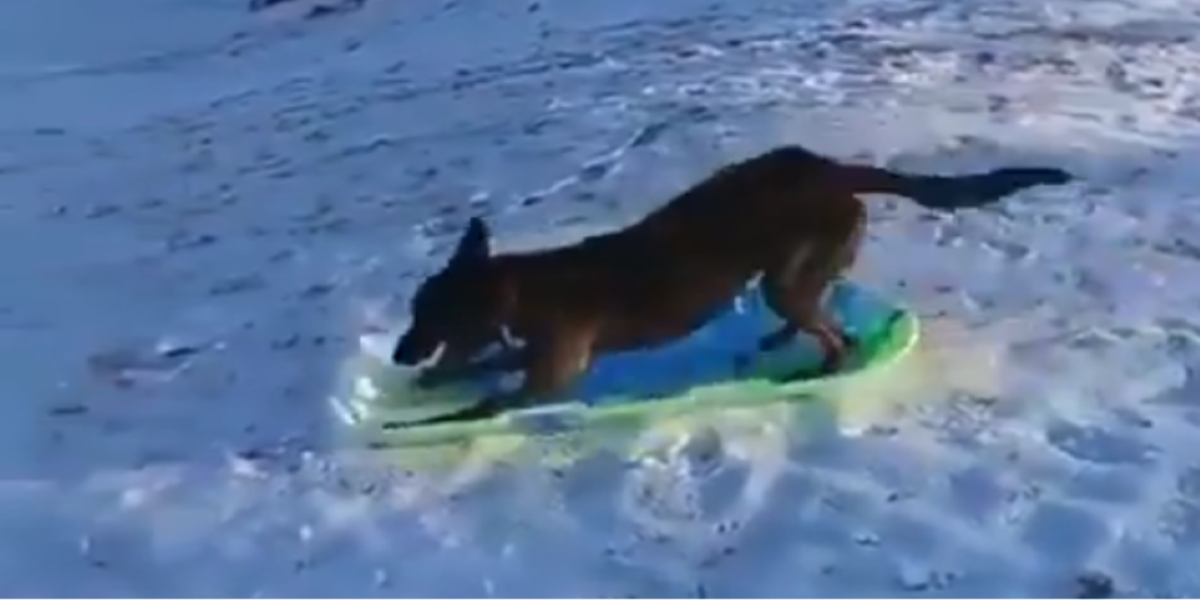 Σκύλος πήρε τη… σανίδα του και ξεκίνησε να κάνει snowboard (βίντεο)