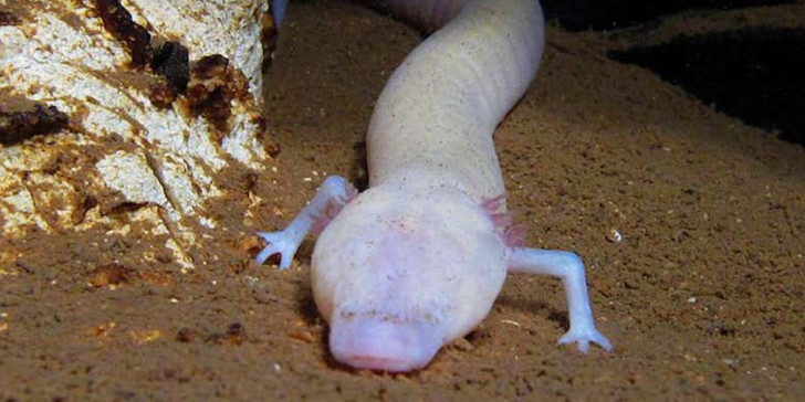 Αυτή είναι η πιο… τεμπέλικη σαλαμάνδρα – Έμεινε ακίνητη για 7 χρόνια