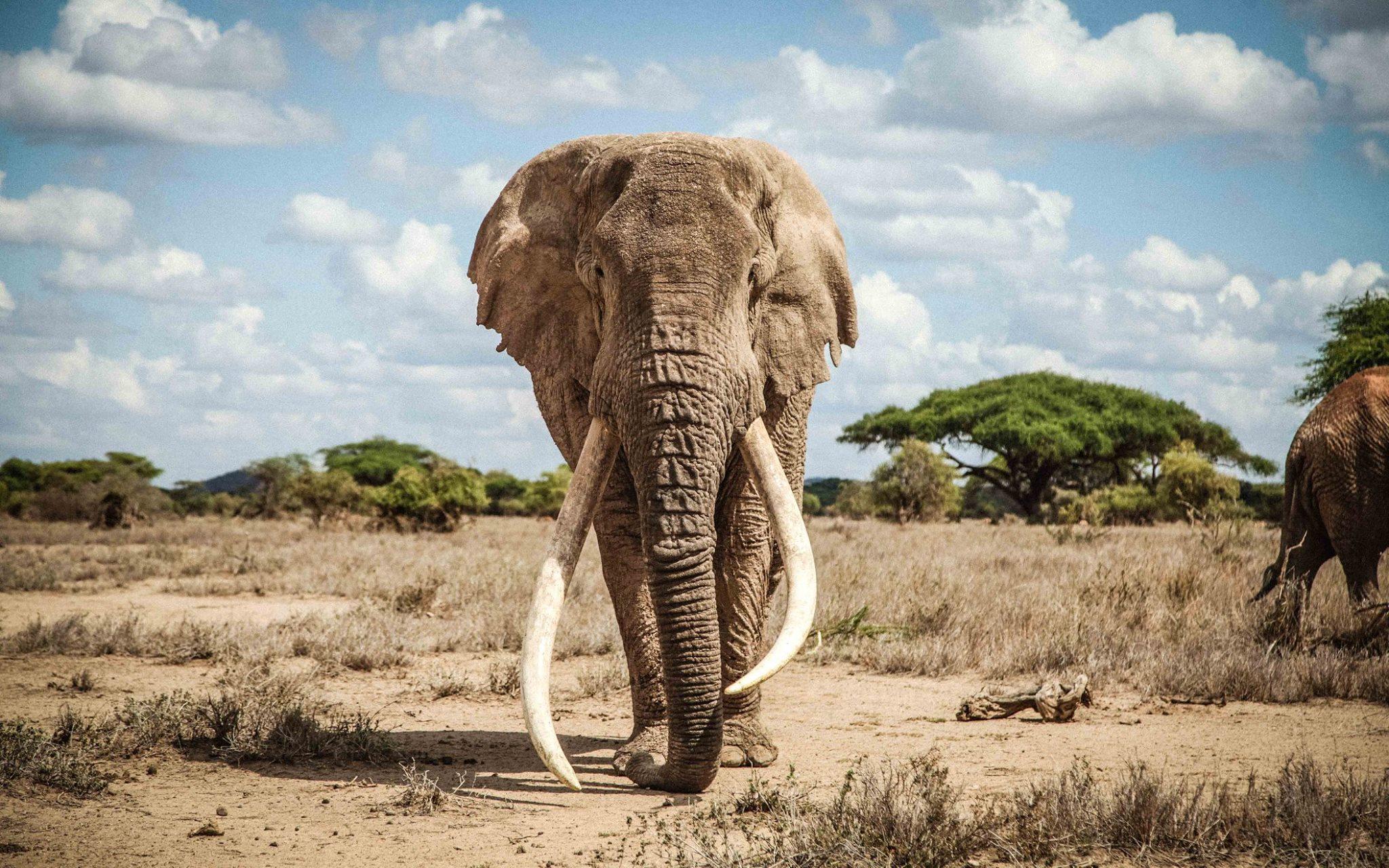 «Έφυγε» ο Τιμ – Ένας από τους τελευταίους ελέφαντες με τεράστιους χαυλιόδοντες