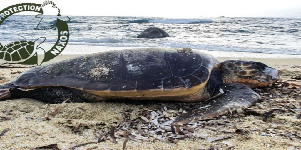 Αποτρόπαιο έγκλημα στη Νάξο: Άγνωστοι έσφαξαν θαλάσσια χελώνα (σκληρές εικόνες)