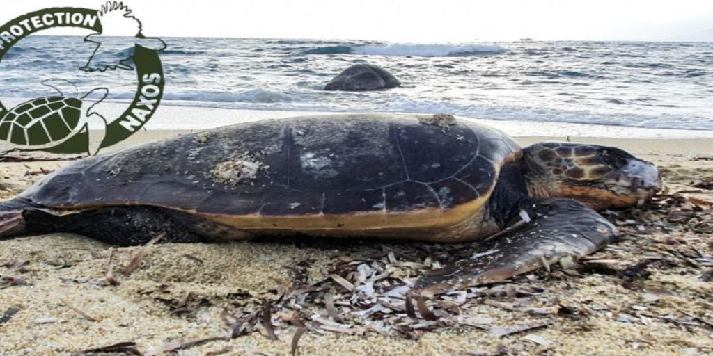 Αποτρόπαιο έγκλημα στη Νάξο: Άγνωστοι έσφαξαν θαλάσσια χελώνα (σκληρές εικόνες)