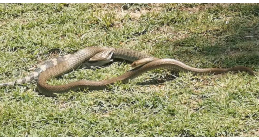 Καφέ φίδι εναντίον σαύρας με μπλε γλώσσα: Ποιος θα βγει νικητής στη φονική μάχη (βίντεο)