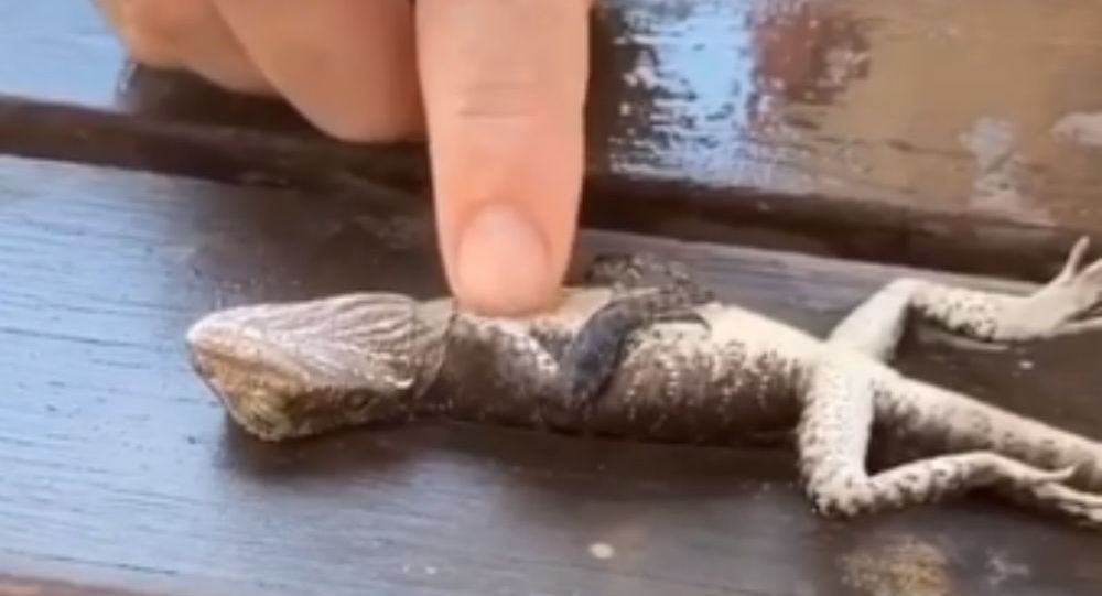 Πυροσβέστης κάνει ανάνηψη σε πνιγμένη σαύρα και την ξαναφέρνει στη ζωή! (βίντεο)