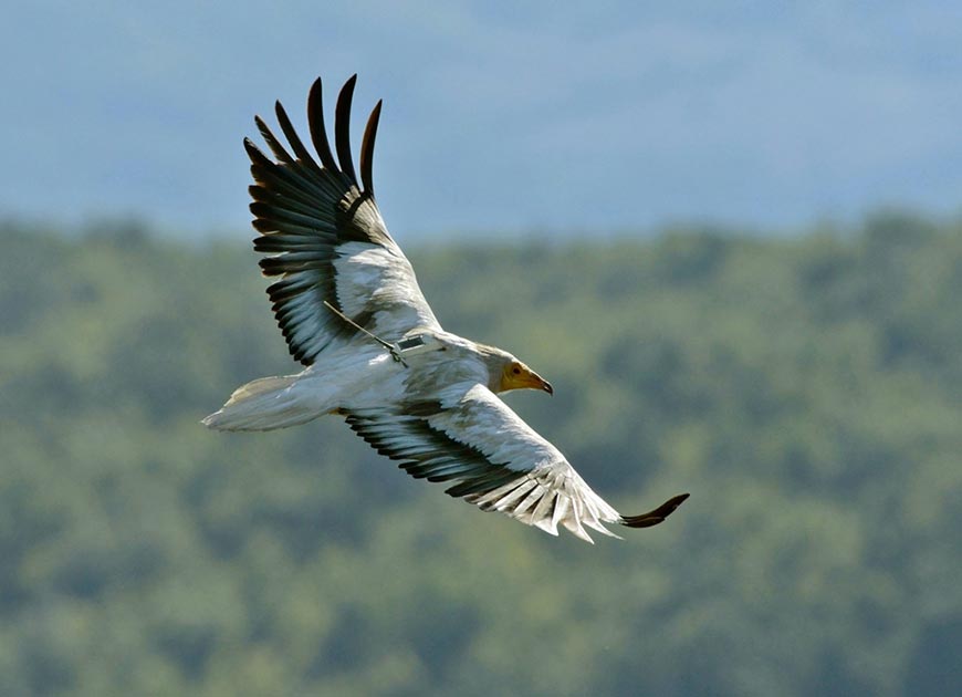 Ο μαραθωνοδρόμος γυπαετός της Ελλάδος που οι Αιγύπτιοι λάτρευαν σαν θεό – Διανύει 1017 χλμ σε δέκα ώρες