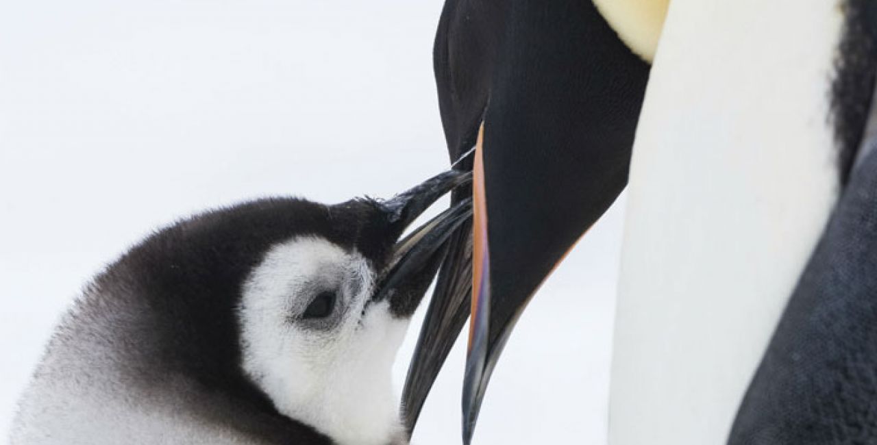 Το γνωρίζατε; – Οι πιγκουίνοι μιλούν… όπως ο άνθρωπος