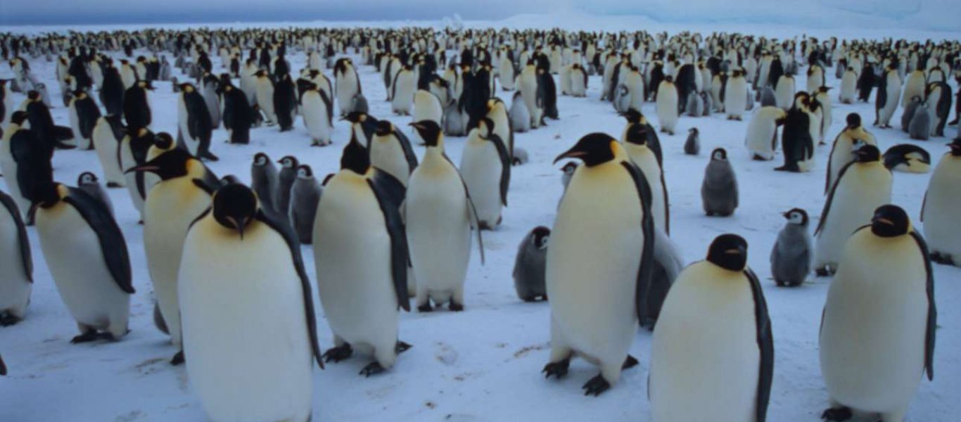 Έρευνα αποκαλύπτει τις ομοιότητες μεταξύ  της γλώσσας των πιγκουίνων και των ανθρώπων