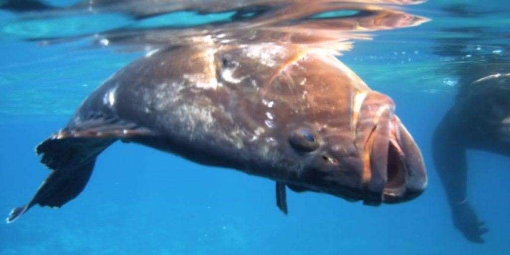 5 γνωστά είδη ψαριών των ελληνικών θαλασσών που δεν θα προλάβουν να δουν τα παιδιά σου