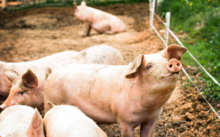 Αφρικανική πανώλη των χοίρων – Εντολή να διερευνηθεί πώς μεταδόθηκε ο ιός