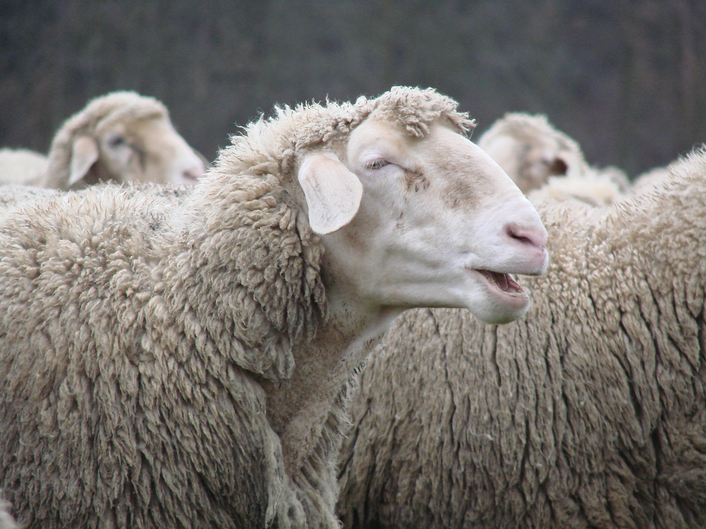 Κρήτη: Έβαλαν gps σε πρόβατο και αυτό τους «έδειξε» τους ζωοκλέφτες