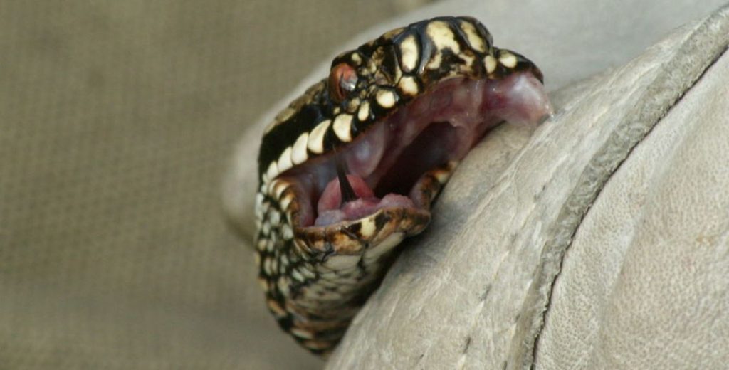 Ινδία: Έκανε 11 χλμ ποδήλατο με ένα δηλητηριώδες φίδι στο κράνος του (φώτο)