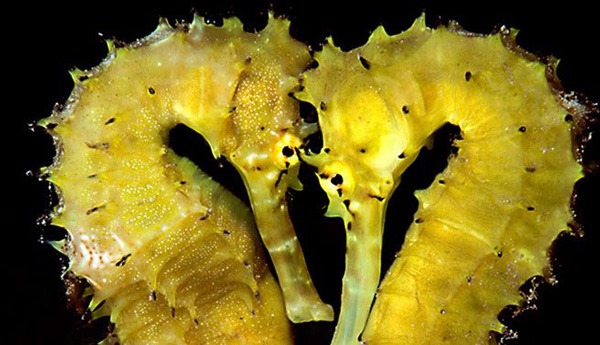 Αυτός είναι ο μοναδικός «μπαμπάς» στη γη που… γεννάει τα μωρά του (φωτο)