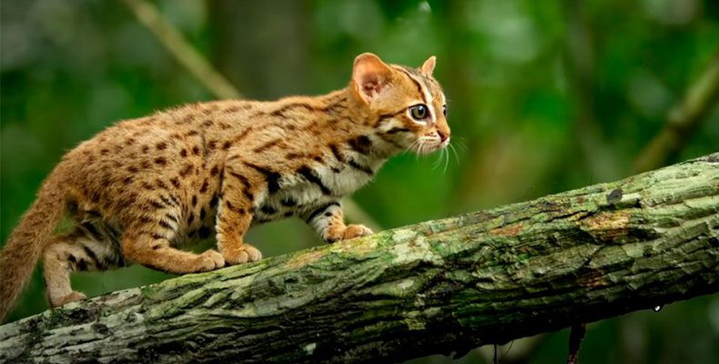 Ο μικρότερος αγριόγατος του κόσμου κινδυνεύει με εξαφάνιση – Έχει μήκος μόλις 35 εκατοστά (βίντεο)