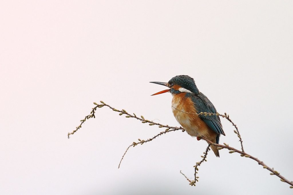 Τι είναι οι αλκυονίδες μέρες; – Ο μύθος της Αλκυόνης