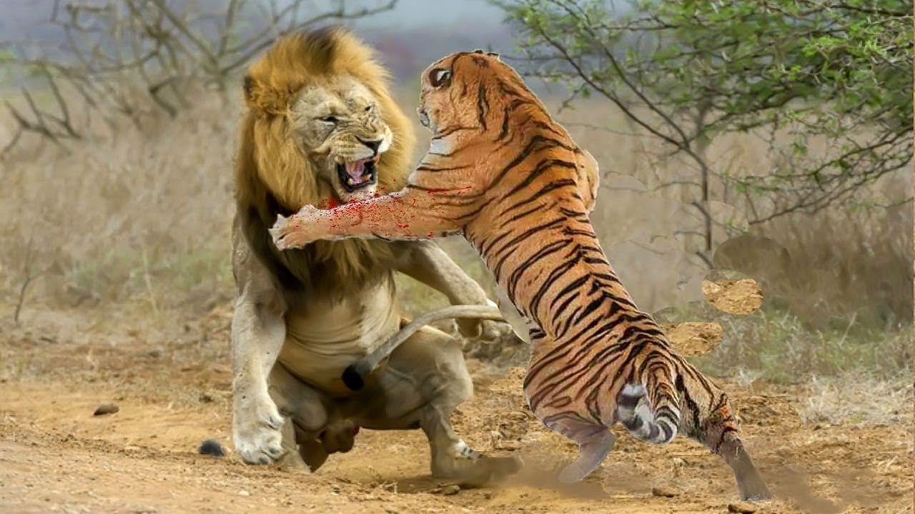 Λιοντάρι εναντίον… τίγρεως: Ποιος θα κερδίσει στην επική αυτή μάχη; (βίντεο)