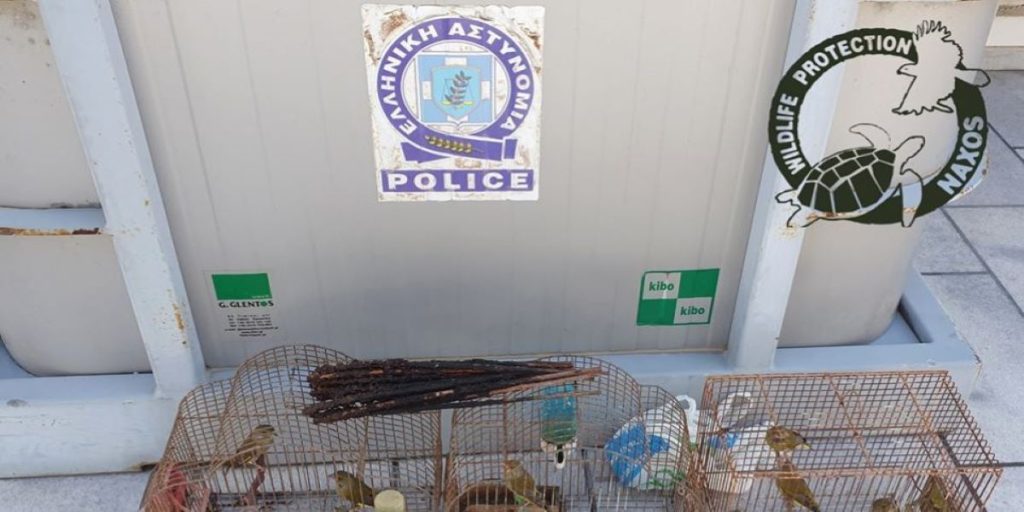 Νάξος: Κρατούσαν αιχμάλωτα 42 άγρια πτηνά