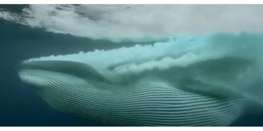 «Μαζική δολοφονία» με μια… μπουκιά: Φάλαινα κατασπαράζει ολόκληρο κοπάδι ψαριών (βίντεο)