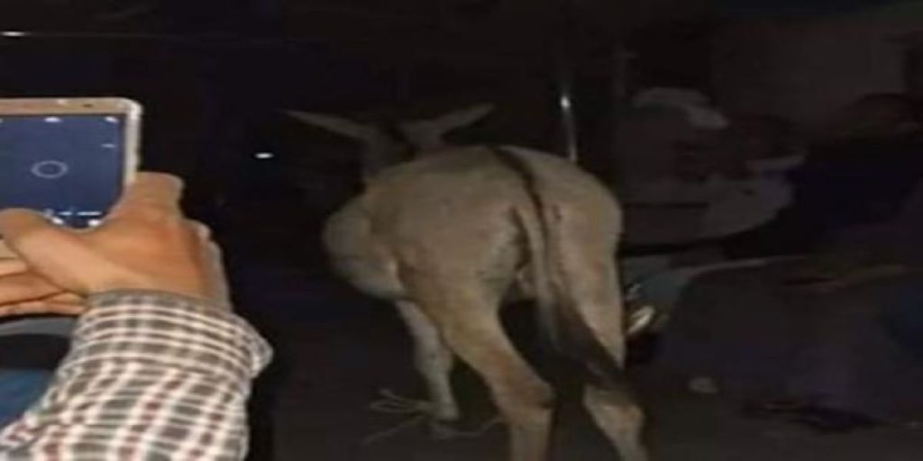 Αίγυπτος: Πλήρωσε πρόστιμο επειδή μπήκε στο τρένο… με το γάιδαρό του (βίντεο)