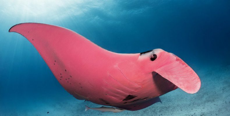 Τεράστιο σπάνιο ροζ σαλάχι εντοπίστηκε κοντά στις αυστραλιανές ακτές – Ζυγίζει δύο τόνους (φωτο)