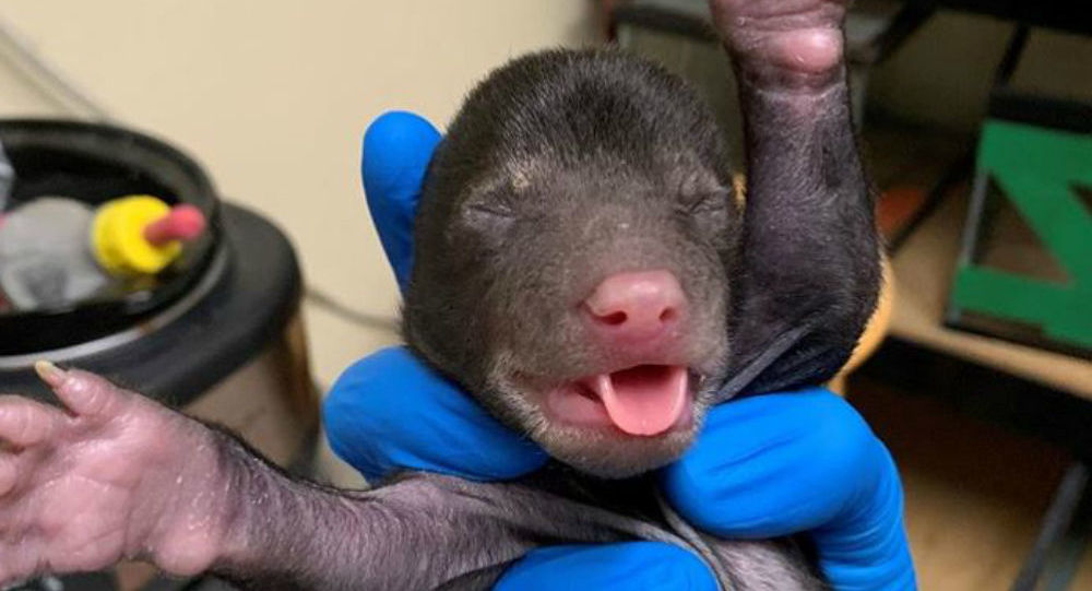 Σκύλος γύρισε σπίτι με ένα νεογέννητο μωρό αρκουδάκι στο στόμα (βίντεο)