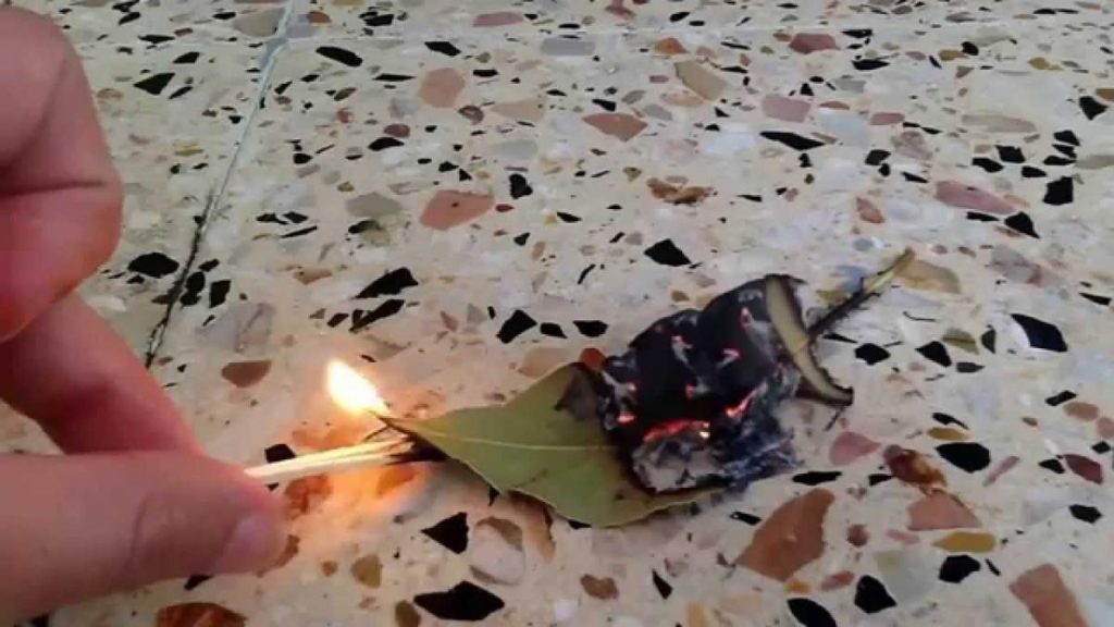 Αυτός είναι ο λόγος που πρέπει να καίτε ένα φύλλο δάφνης στο σπίτι σας – Δεν πάει ο νους σας