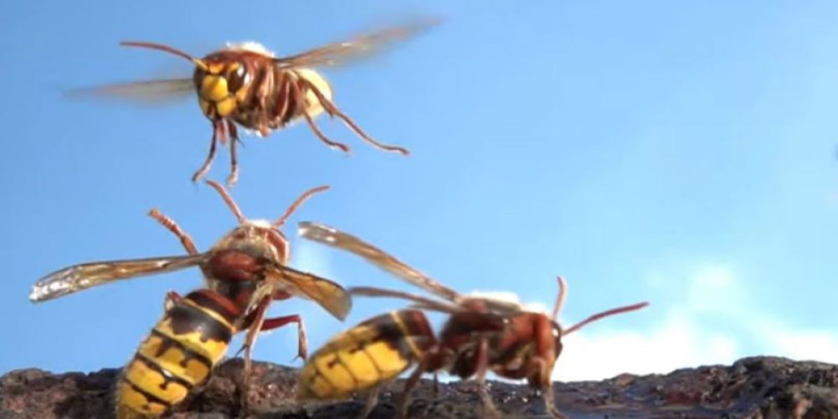 Κλιματική αλλαγή: Μισό εκατ. είδη εντόμων κινδυνεύουν με εξαφάνιση