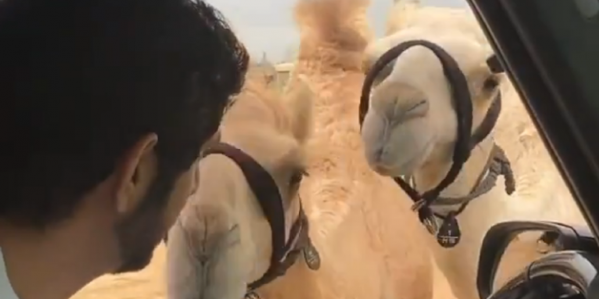 Ντουμπάι: Ο πρίγκιπας διάδοχος και η περίεργη «αγάπη» του για τις καμήλες – Τις έχει «βαφτίσει» (βίντεο)
