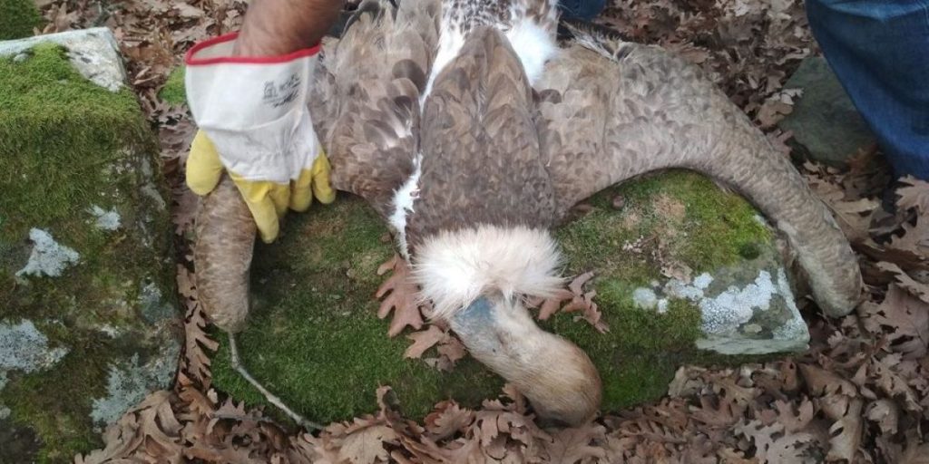 Δηλητηρίασαν 11 όρνια σε φαράγγι της Αιτωλοακαρνανίας (φώτο)