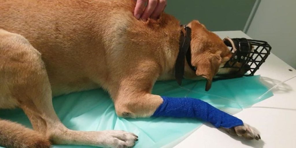 Αποτρόπαιο έγκλημα στο Σχηματάρι: Άνδρας πυροβόλησε(!) αδέσποτο σκυλάκι (φώτο)