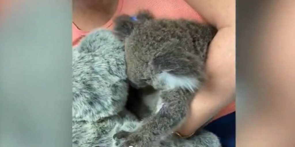 Συγκινητικό βίντεο από την «καμμένη» Αυστραλία: Ορφανό κοάλα βρίσκει καταφύγιο στο λούτρινο «αδερφάκι» του