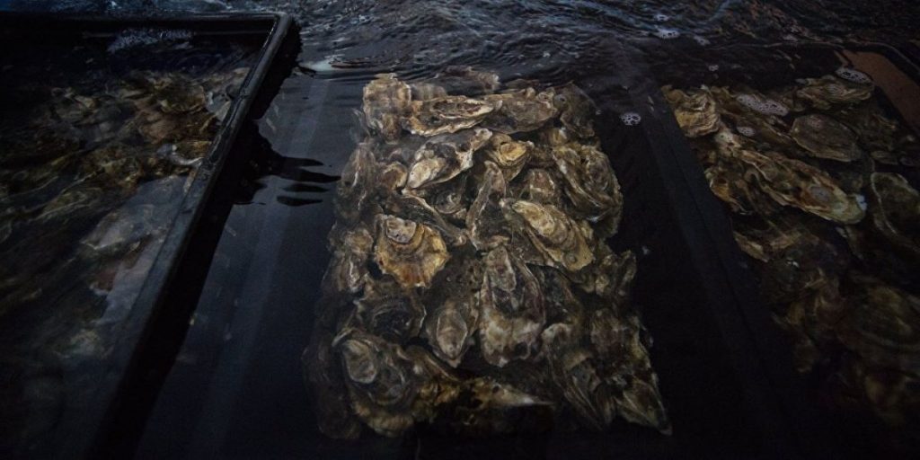 Νέα Ζηλανδία: 500.000 μύδια ξεβράστηκαν σε ακτή – Ποιος ο λόγος σύμφωνα με τους επιστήμονες (βίντεο)