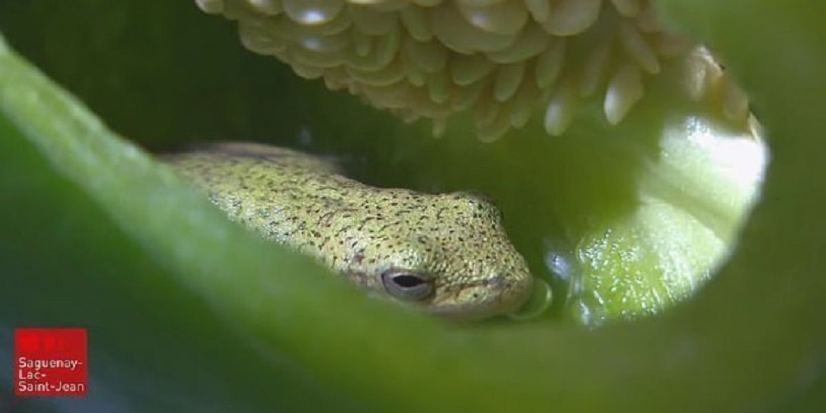 Το μυστήριο με βάτραχο που είχε κάνει σπίτι του μια πράσινη πιπεριά – Το άδοξο τέλος (φώτο)