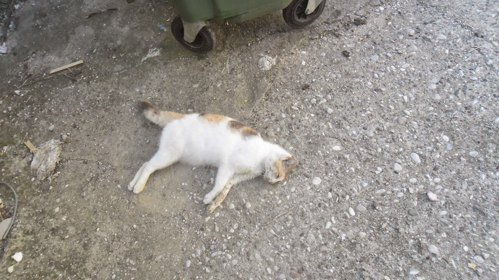 Τρίκαλα: Έβαλαν φόλες και σκότωσαν πάνω από 20 γάτες – Κάτοικος προσφέρει 500 ευρώ σε όποιον δώσει πληροφορίες (βίντεο)