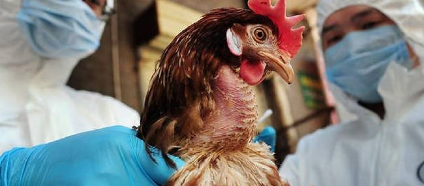 Βουλγαρία: Ανησυχία για τον αριθμό κρουσμάτων του ιού της γρίπης των πτηνών