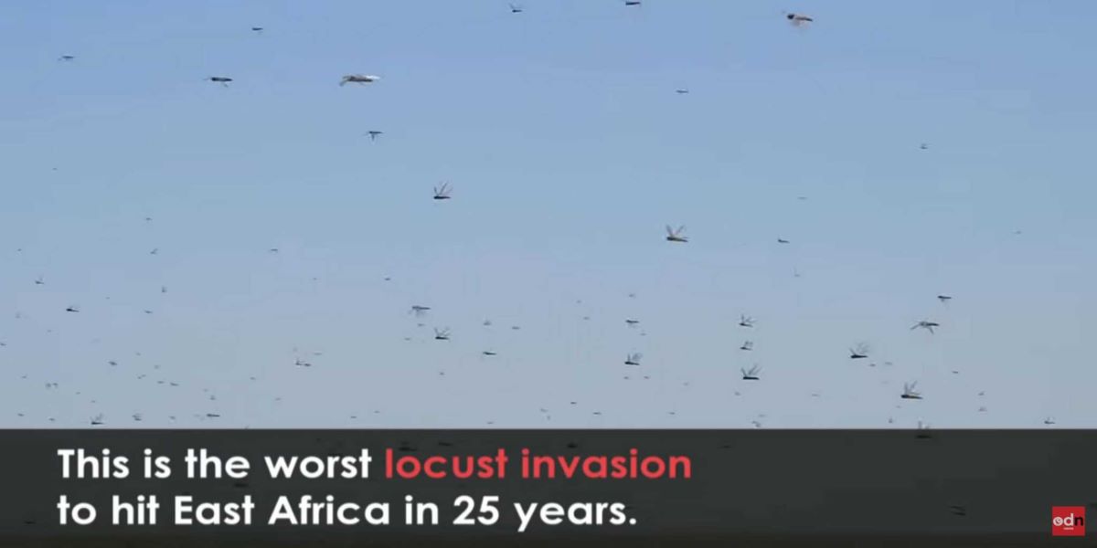 Σουδάν: Τεράστια «εισβολή» ακρίδων σε καλλιέργειες – Καταστρέφουν ότι βρουν μπροστά τους (βίντεο)