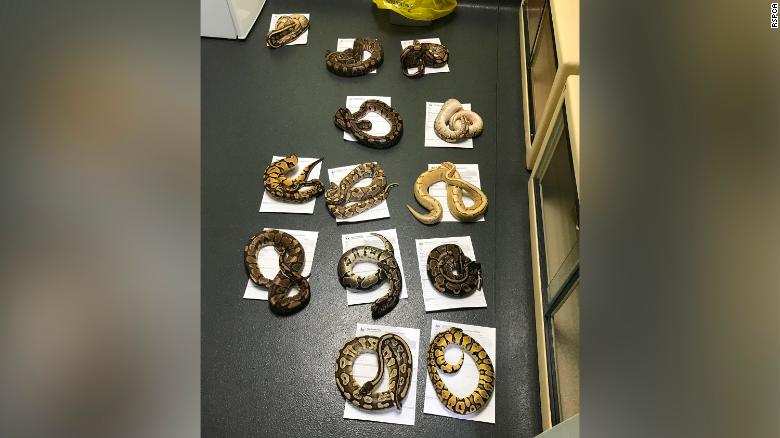 Βρετανία: Μυστήριο με δεκάδες φίδια μέσα σε μαξιλαροθήκες (φώτο)