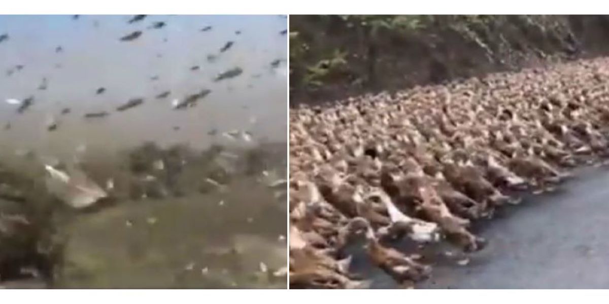 Τεράστιες επιδρομές ακρίδων στην Ασία: 100 χιλ. πάπιες – «κομάντο» έτοιμες για «πόλεμο» με 400 δισ. ακρίδες (βίντεο)