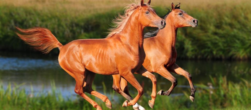 Άλογα πέφτουν σε παγωμένο ποταμό – Συγκλονιστική η επιχείρηση διάσωσης τους (βίντεο)