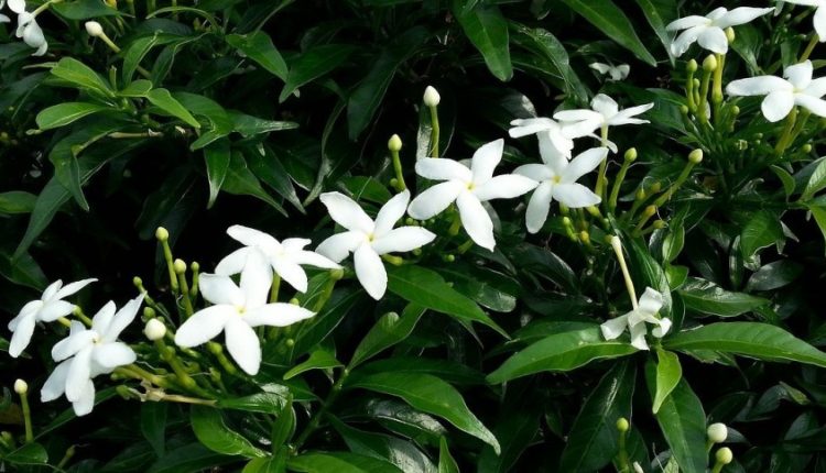 Φενγκ Σούι: Τα 5 φυτά που θα φέρουν θετική ενέργεια και τύχη στο σπίτι σου