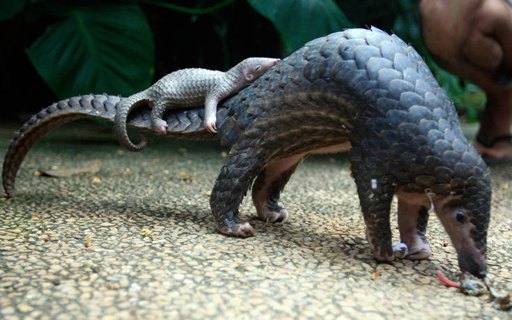 Παγκολίνοι: Ποια είναι τα ζώα που κινδυνεύουν από εξαφάνιση εξαιτίας του παράνομου εμπορίου