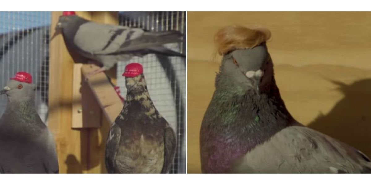 Τα περιστέρια «ψηφίζουν» Τραμπ: Το Λας Βέγκας γέμισε πουλιά με καπελάκια και ξανθιές περούκες (βίντεο)