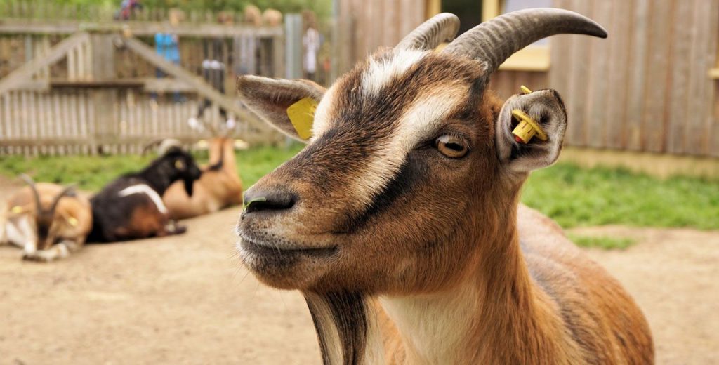 Αυτό το ήξερες; – Γιατί η Google νοικιάζει 200 κατσίκες κάθε χρόνο; (βίντεο)