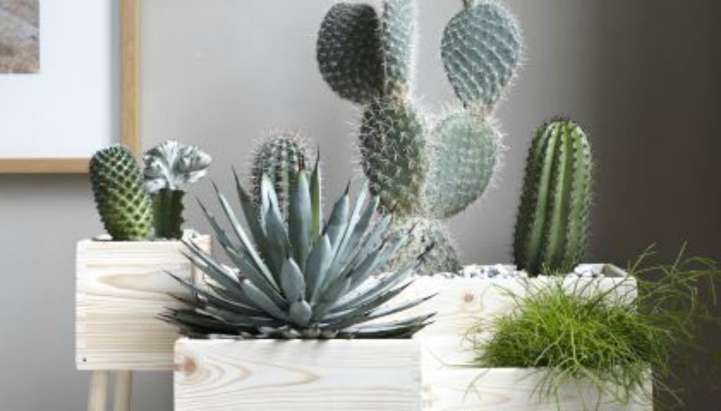 Έχεις αυτά τα 8 γρουσούζικα πράγματα στο σπίτι σου; – Εξαφάνισε τα αμέσως