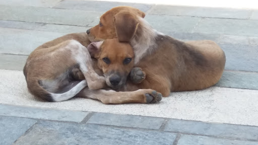 Τραγικές καταστάσεις στη Ξάνθη: Έχουν παρατήσει 50 σκυλιά στο δρόμο μέσα σε μια μόλις εβδομάδα!