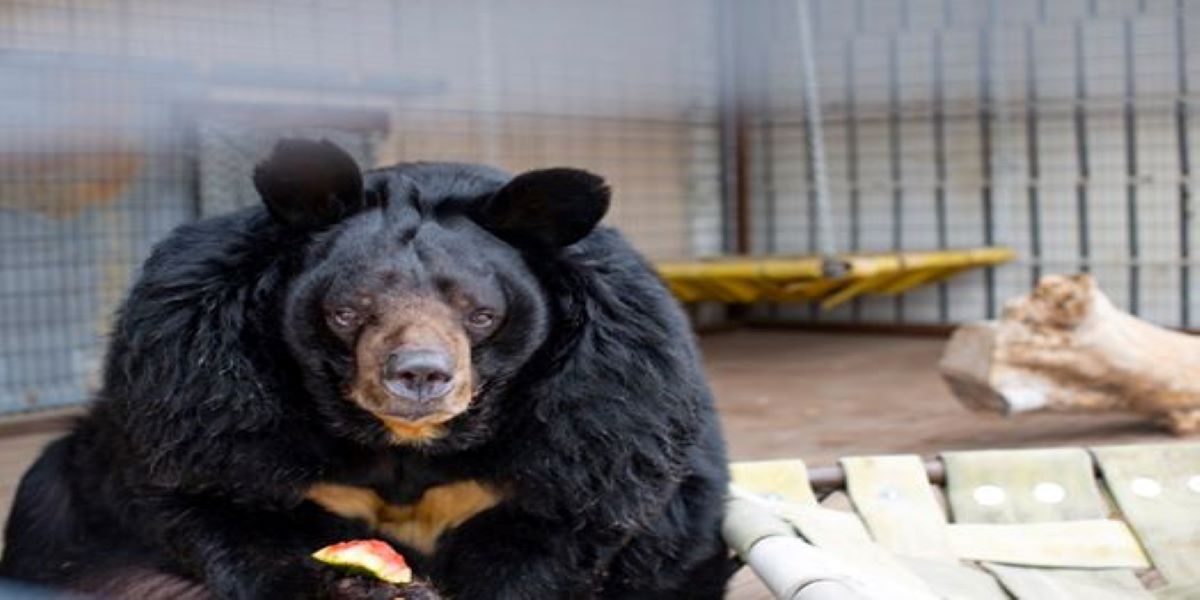 Υπέρβαρη αρκούδα «επισκέπτεται» διατροφολόγο – Είχε καταλήξει διπλάσια από όσο έπρεπε  (βίντεο)