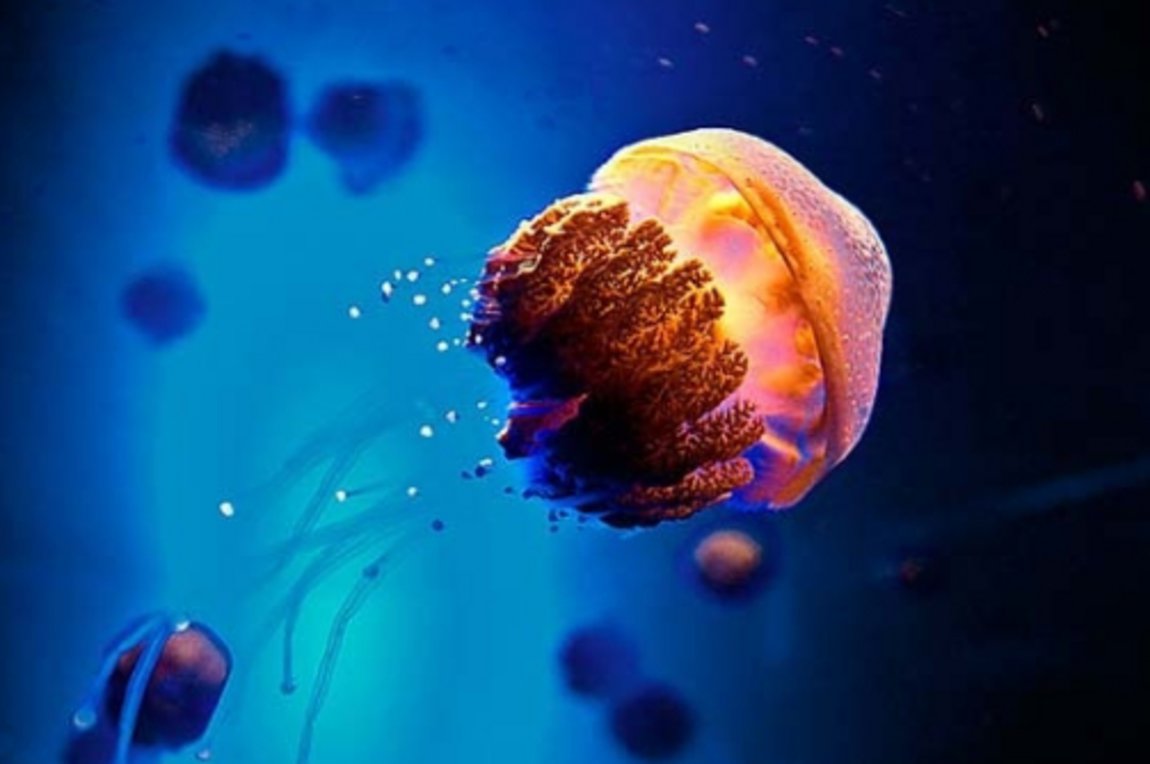 Ερευνητές δημιούργησαν την πρώτη βιονική μέδουσα – Κολυμπάει τρεις φορές πιο γρήγορα από την κανονική (βίντεο)