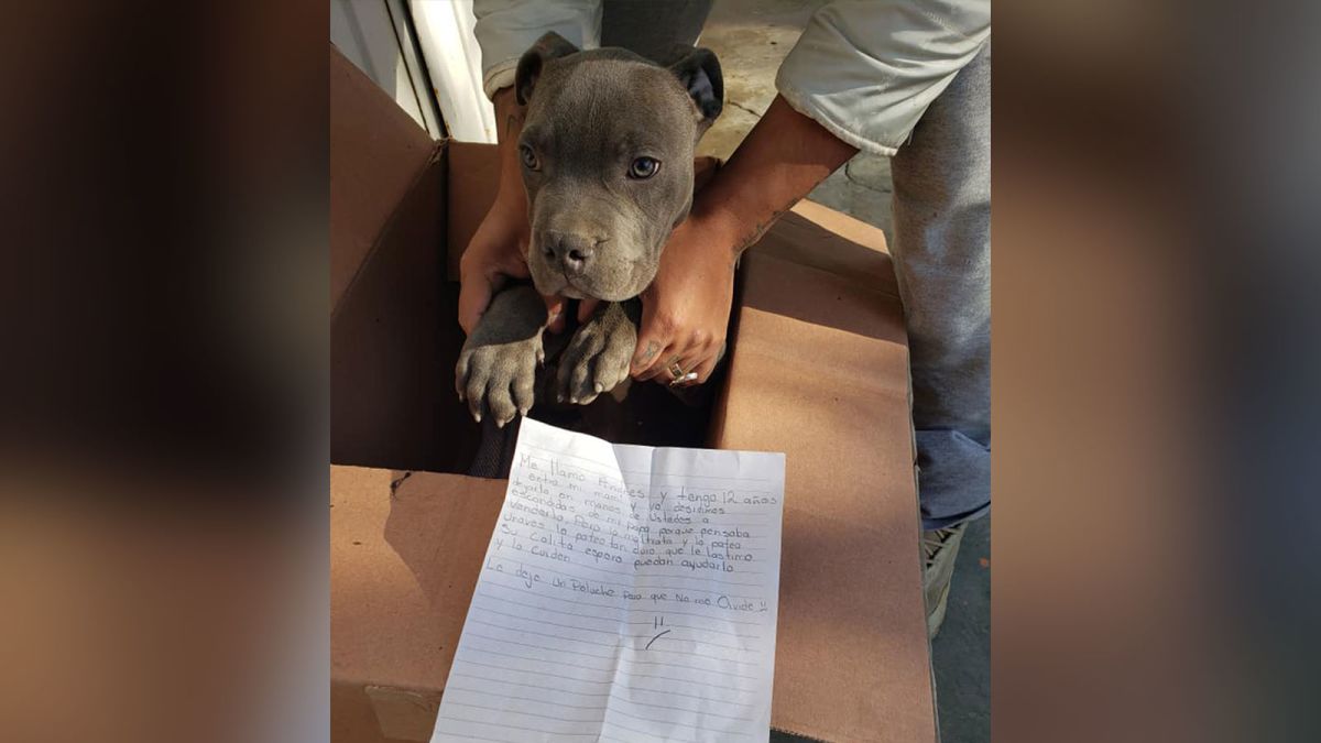 Άφησε τον σκύλο του σε καταφύγιο για να γλυτώσει από την βιαιότητα του πατέρα του – Συγκλόνισε με το γράμμα του (φώτο)