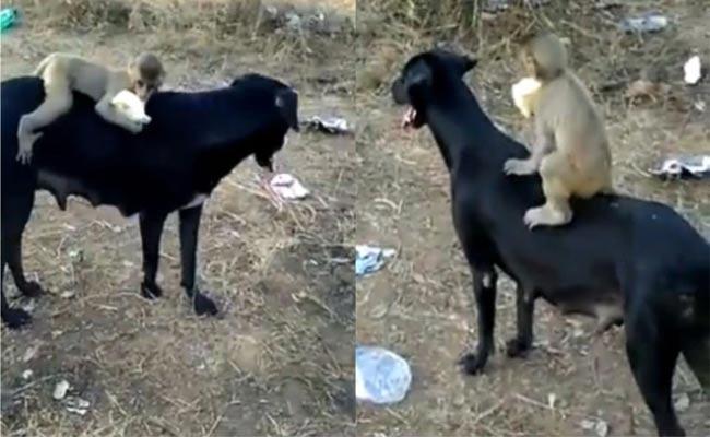 Σκύλος και μαϊμουδάκι είναι αχώριστοι φίλοι: «Την στοργή όλοι την καταλαβαίνουν» (βίντεο)