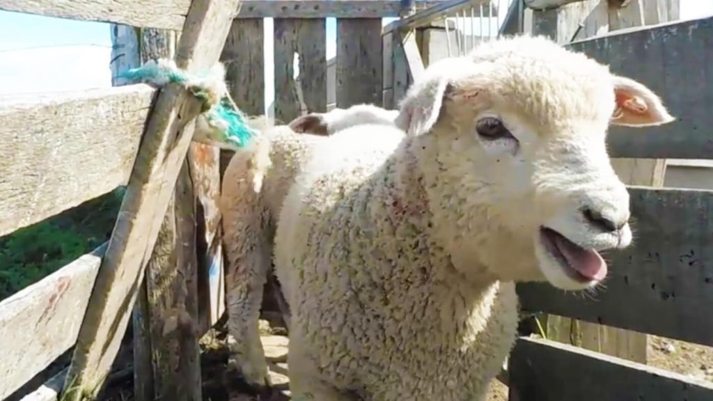 Βοσκός έριχνε γροθιές στο κεφάλι προβάτων – Πληρώνει πρόστιμο – Σκληρές εικόνες στο βίντεο